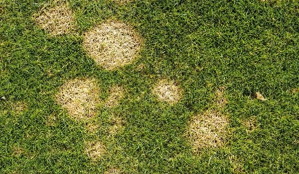 Dollar-spot in gazon met kleine ronde strobruine plekken